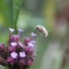 Bombyle butinant sur Verveine de Buenos Aires. jardin. Fay. 2022. Lise Jaloux